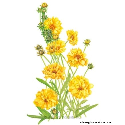 Commencez ces 7 graines de fleurs en mars pour une bordure de jardin luxuriante et débordante 