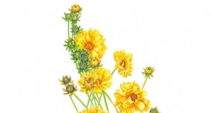 Start These 7 Flower Seeds in March for a Lush, Overflowing Garden Border