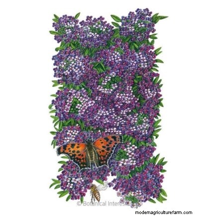 Commencez ces 7 graines de fleurs en mars pour une bordure de jardin luxuriante et débordante 