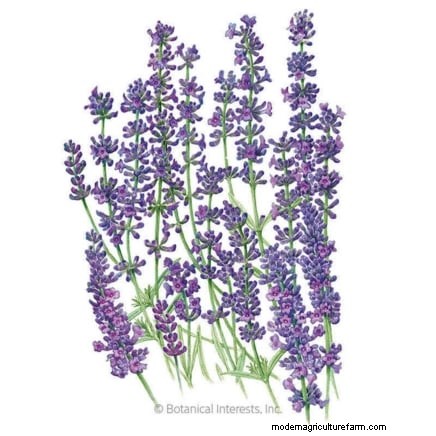 Commencez ces 7 graines de fleurs en mars pour une bordure de jardin luxuriante et débordante 