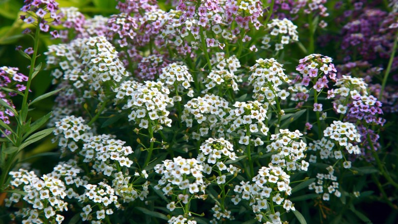 Commencez ces 7 graines de fleurs en mars pour une bordure de jardin luxuriante et débordante 