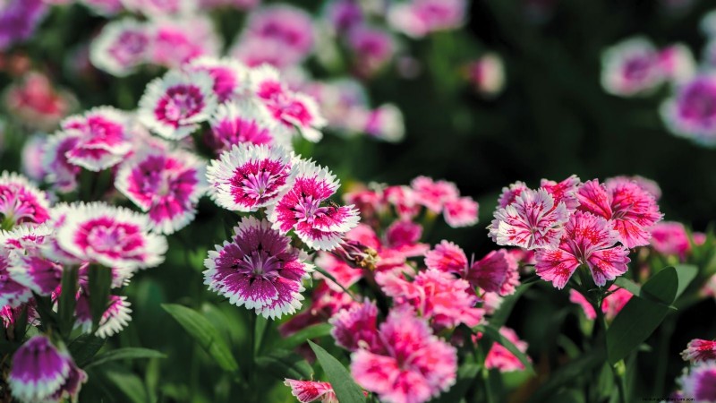 Commencez ces 7 graines de fleurs en mars pour une bordure de jardin luxuriante et débordante 