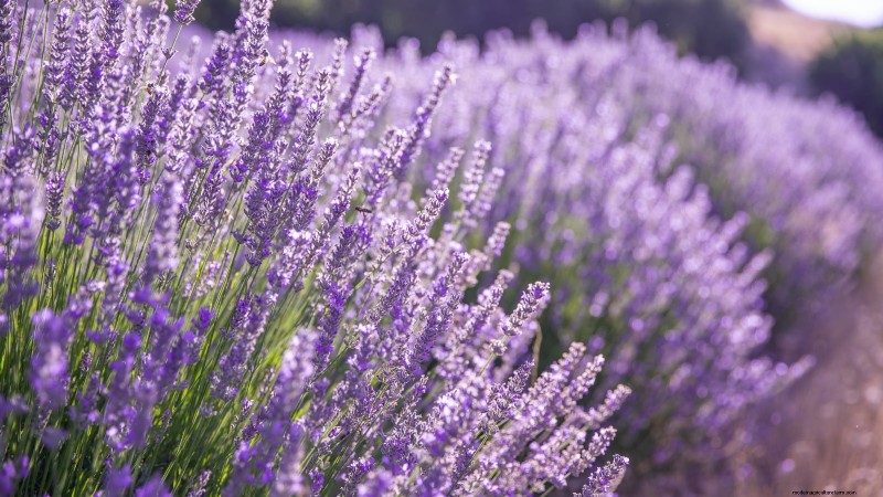 Commencez ces 7 graines de fleurs en mars pour une bordure de jardin luxuriante et débordante 