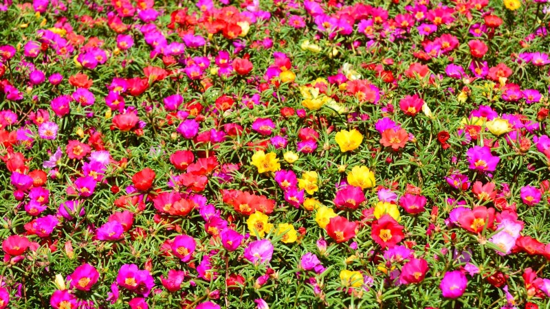 Commencez ces 7 graines de fleurs en mars pour une bordure de jardin luxuriante et débordante 