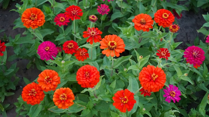 Commencez ces 7 graines de fleurs en mars pour une bordure de jardin luxuriante et débordante 