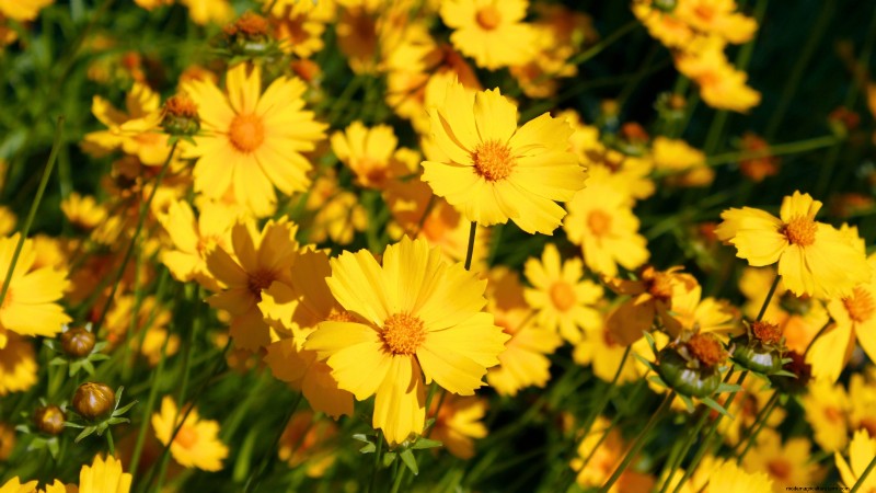 Commencez ces 7 graines de fleurs en mars pour une bordure de jardin luxuriante et débordante 