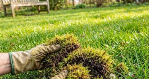 Come eliminare efficacemente il muschio dal prato 