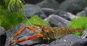 Rode klauwgarnalen (Macrobrachium dayanum &assamense):deskundige verzorging, habitat en kweekgids 