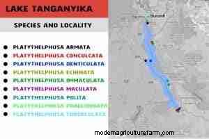Tanganyika-krabben (Platythelphusa spp.):deskundige zorg-, dieet- en fokgids 