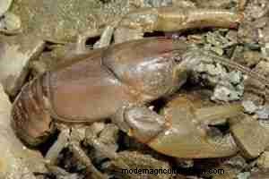 Cambarus bartonii:アクアリストのための総合的なケア、食事、飼育ガイド 