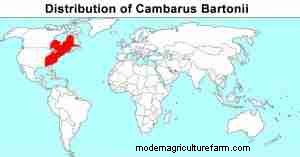 Cambarus bartonii:アクアリストのための総合的なケア、食事、飼育ガイド 