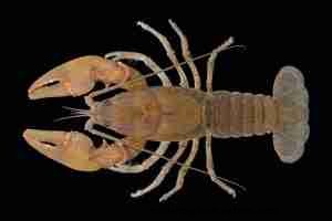 Cambarus bartonii:アクアリストのための総合的なケア、食事、飼育ガイド 