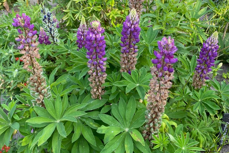 Guide d experts sur les soins post-floraison des lupins :tête morte, semis et préparation pour une prochaine saison dynamique 
