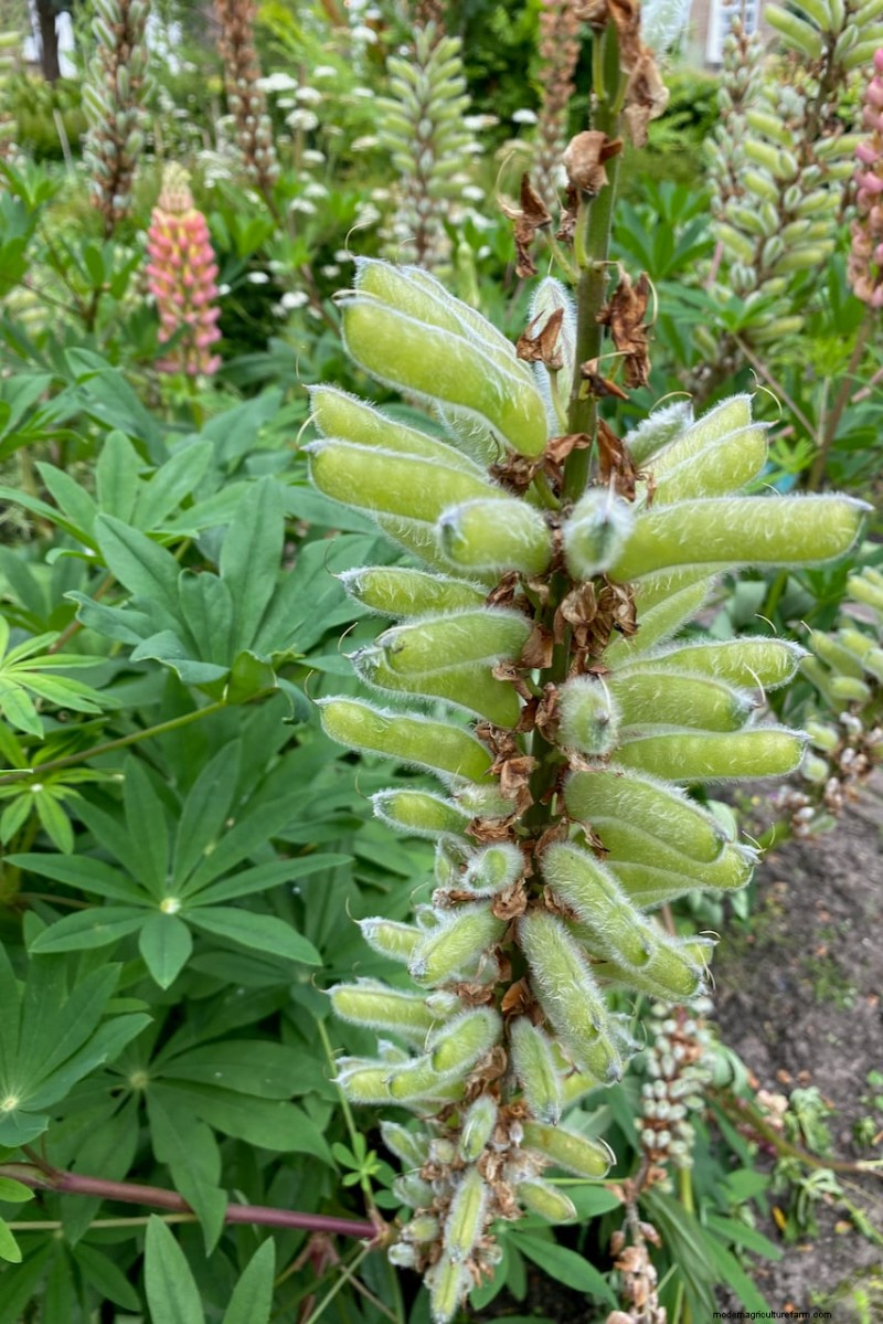 Guide d experts sur les soins post-floraison des lupins :tête morte, semis et préparation pour une prochaine saison dynamique 
