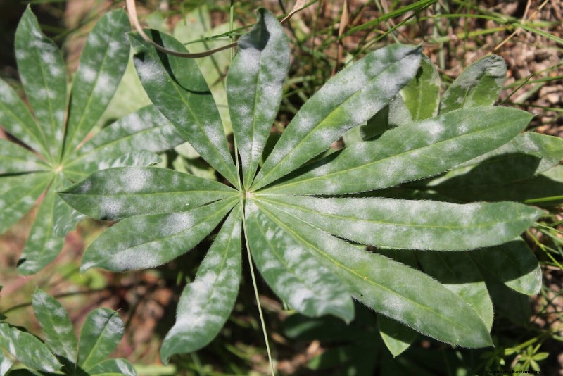 Guide d experts sur les soins post-floraison des lupins :tête morte, semis et préparation pour une prochaine saison dynamique 