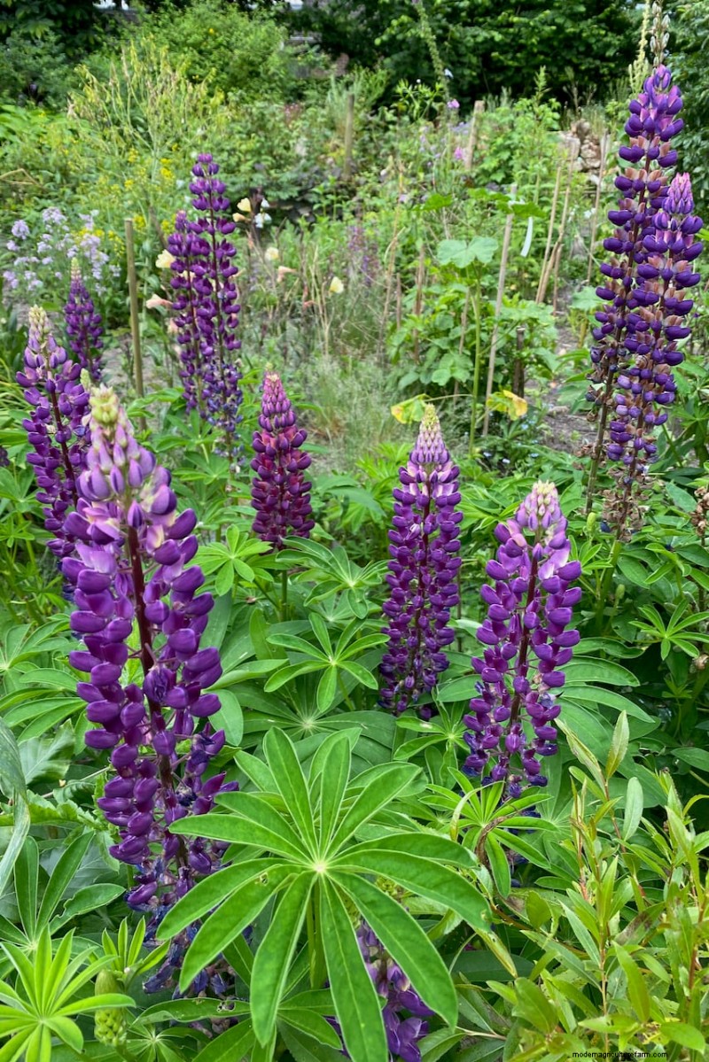 Guide d experts sur les soins post-floraison des lupins :tête morte, semis et préparation pour une prochaine saison dynamique 