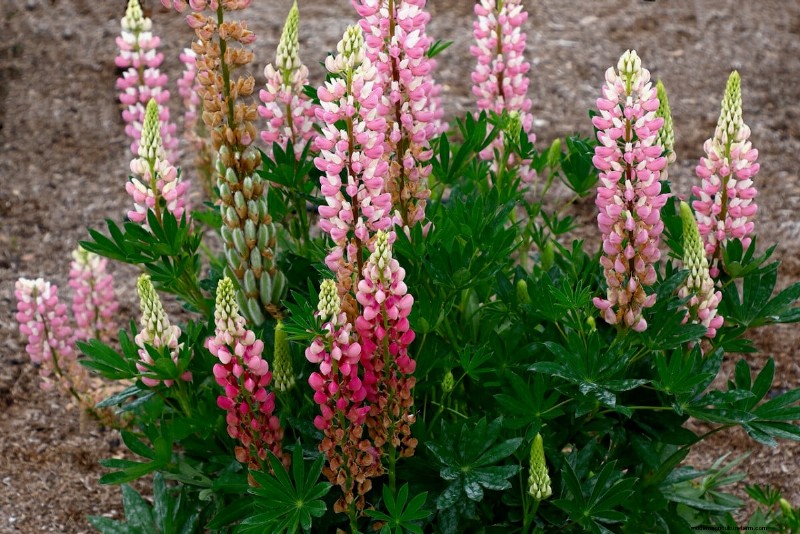 Guide d experts sur les soins post-floraison des lupins :tête morte, semis et préparation pour une prochaine saison dynamique 