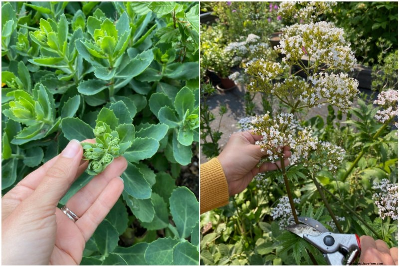 Taille des plantes vivaces de juin :4 raisons éprouvées de tailler votre jardin 
