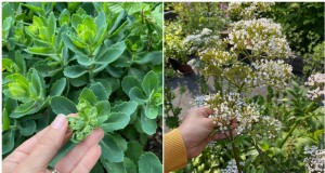 Taille des plantes vivaces de juin :4 raisons éprouvées de tailler votre jardin 