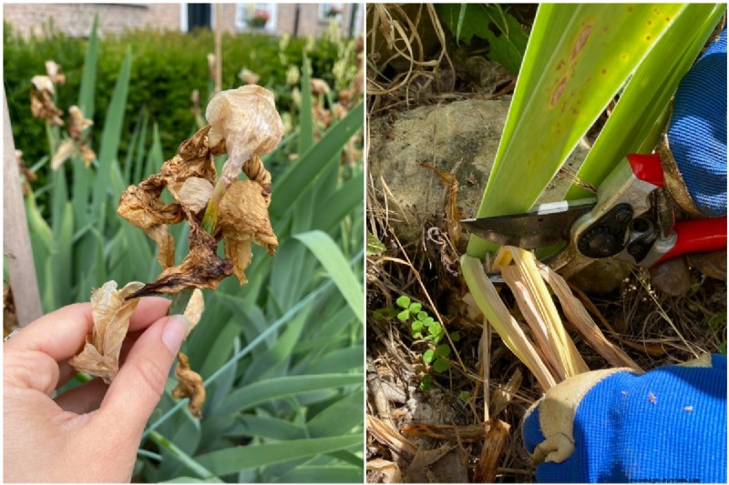 Expert Post‑Bloom Iris Care:The Key to Next Year’s Stunning Blooms 