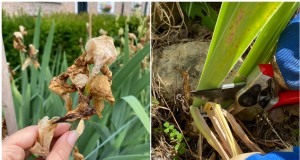 Expert Post‑Bloom Iris Care:The Key to Next Year’s Stunning Blooms 