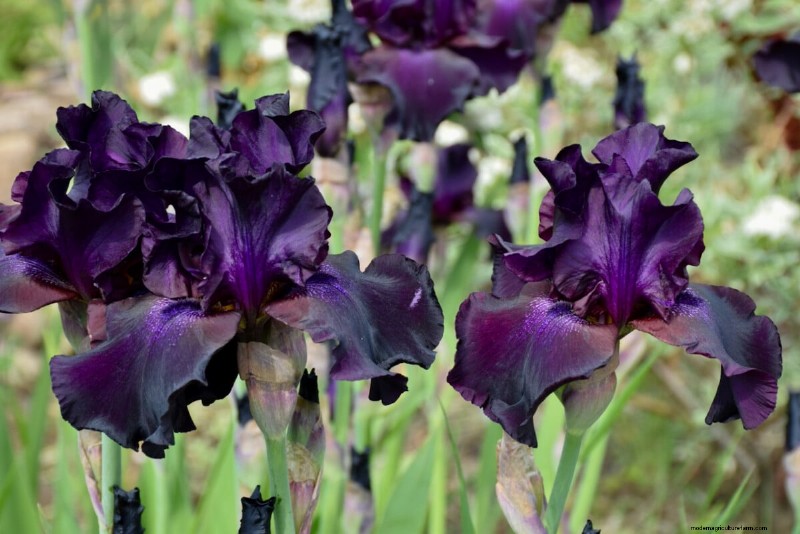 Expert Post‑Bloom Iris Care:The Key to Next Year’s Stunning Blooms 