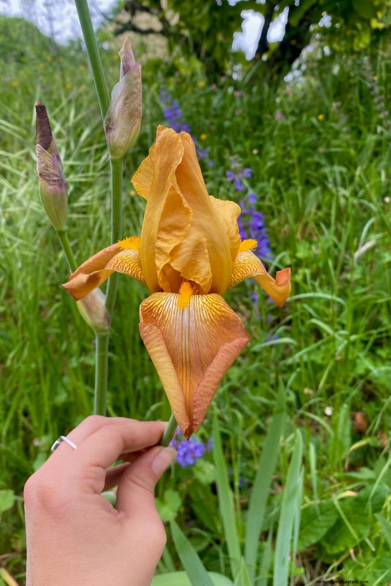 Expert Post‑Bloom Iris Care:The Key to Next Year’s Stunning Blooms 