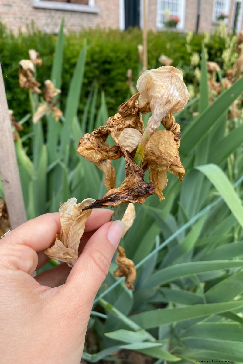 Expert Post‑Bloom Iris Care:The Key to Next Year’s Stunning Blooms 