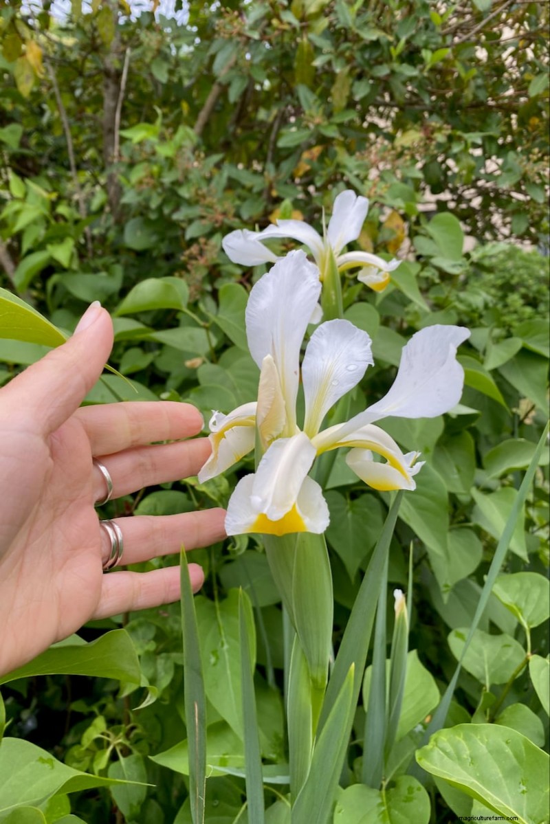 Expert Post‑Bloom Iris Care:The Key to Next Year’s Stunning Blooms 