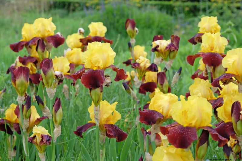 Expert Post‑Bloom Iris Care:The Key to Next Year’s Stunning Blooms 