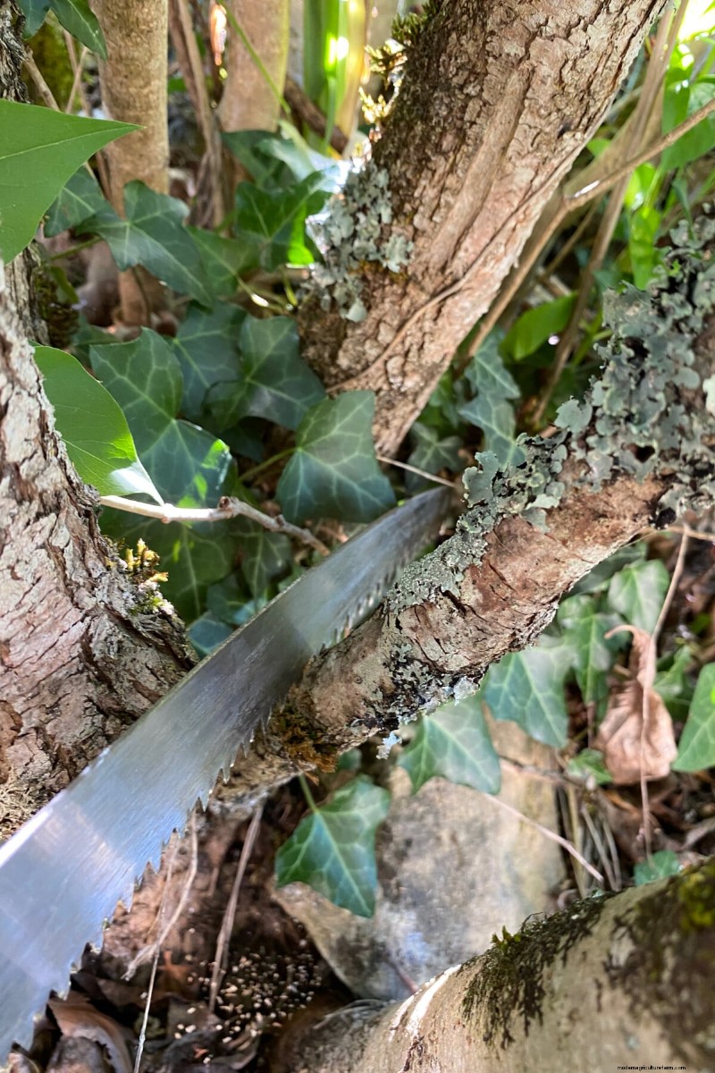 ライラックを剪定する時期:見落とされていた低木を復活させるための完全ガイド 
