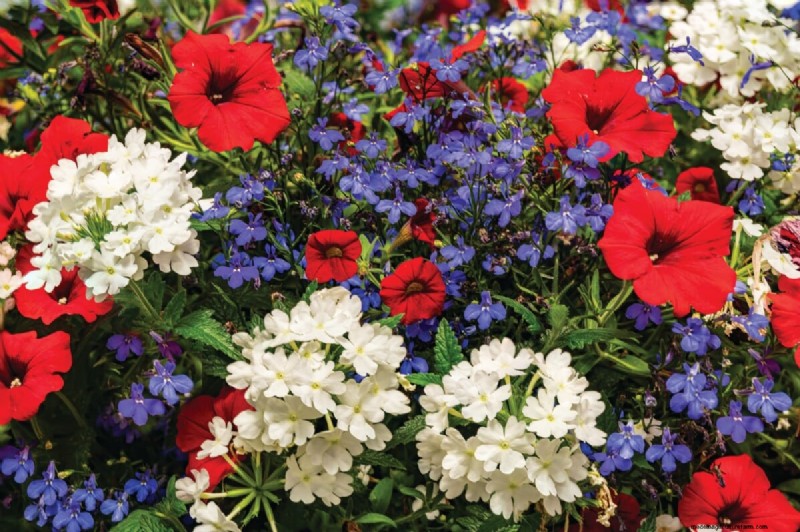 見事な赤、白、青の花園で 250 回目の独立記念日を祝いましょう 