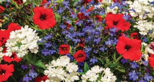 Vier de 250e Onafhankelijkheidsdag met een prachtige rood-wit-blauwe bloementuin 