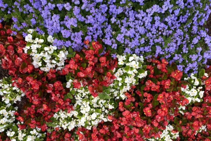 見事な赤、白、青の花園で 250 回目の独立記念日を祝いましょう 