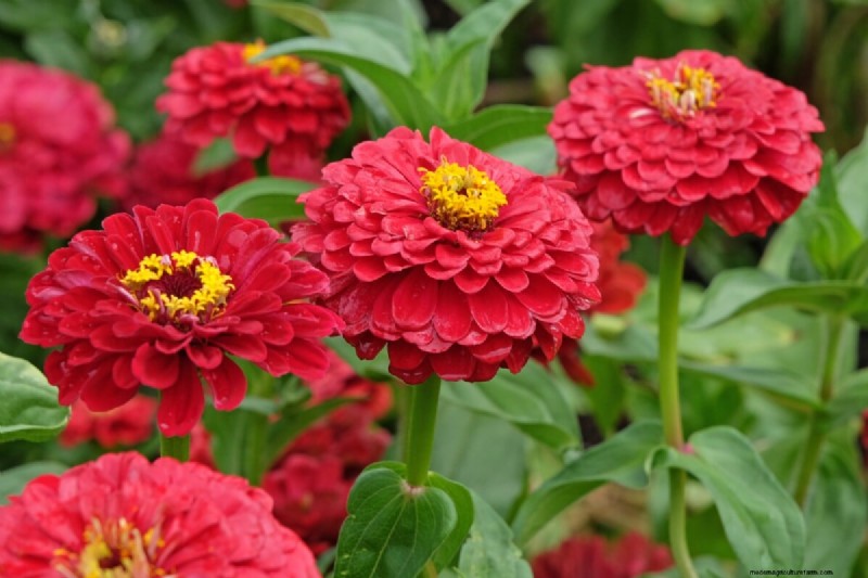 見事な赤、白、青の花園で 250 回目の独立記念日を祝いましょう 