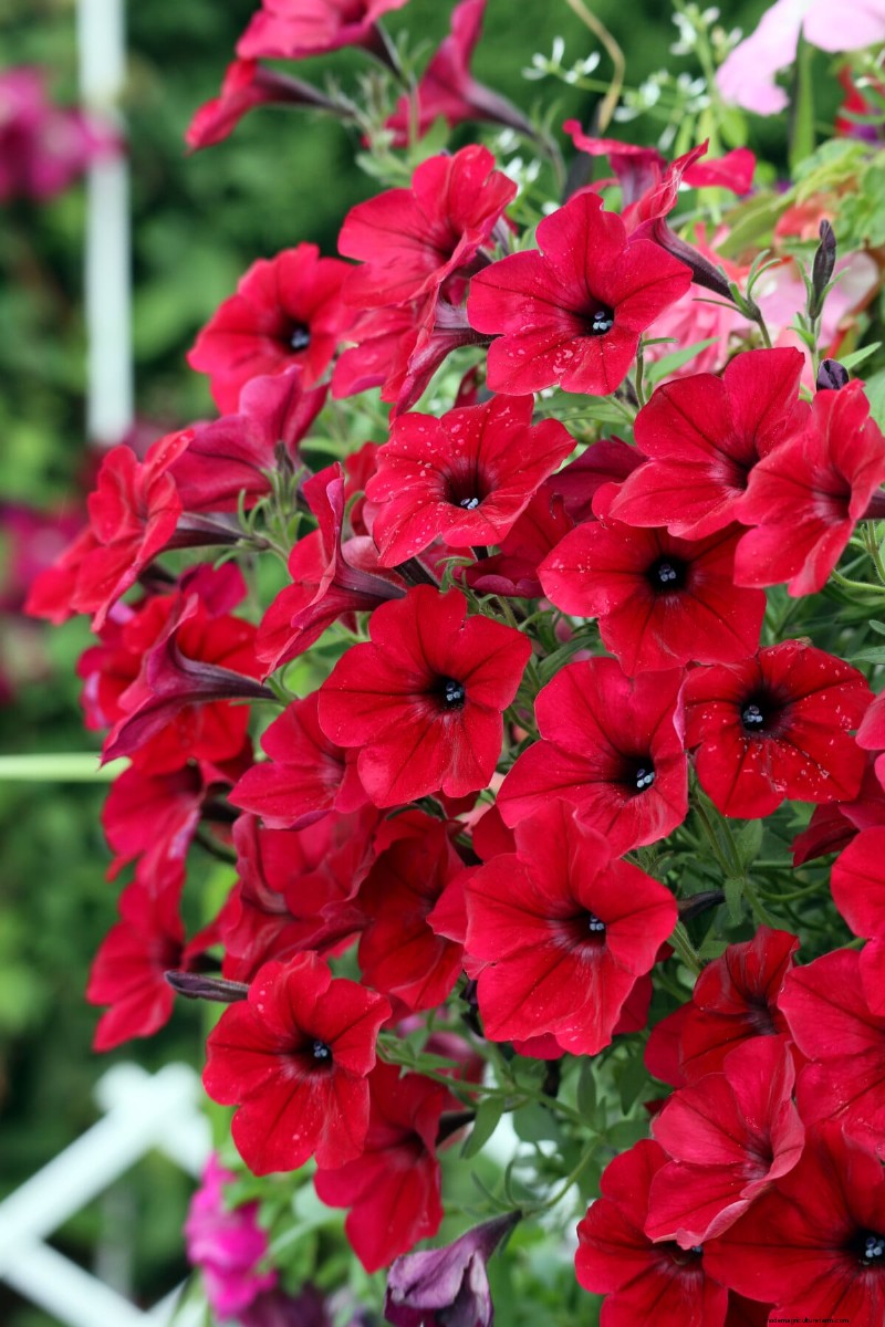 見事な赤、白、青の花園で 250 回目の独立記念日を祝いましょう 