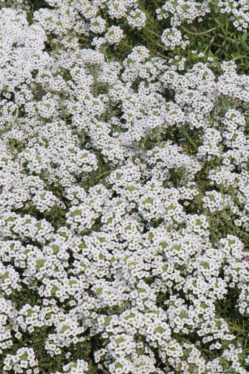 見事な赤、白、青の花園で 250 回目の独立記念日を祝いましょう 