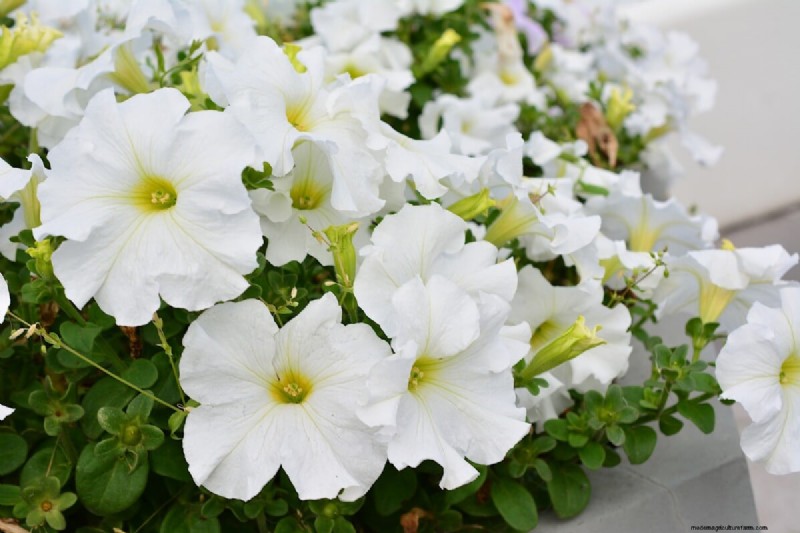見事な赤、白、青の花園で 250 回目の独立記念日を祝いましょう 