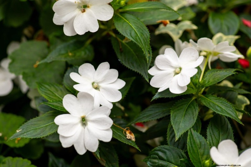 見事な赤、白、青の花園で 250 回目の独立記念日を祝いましょう 