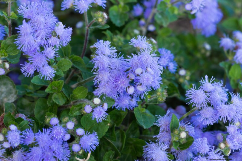 見事な赤、白、青の花園で 250 回目の独立記念日を祝いましょう 