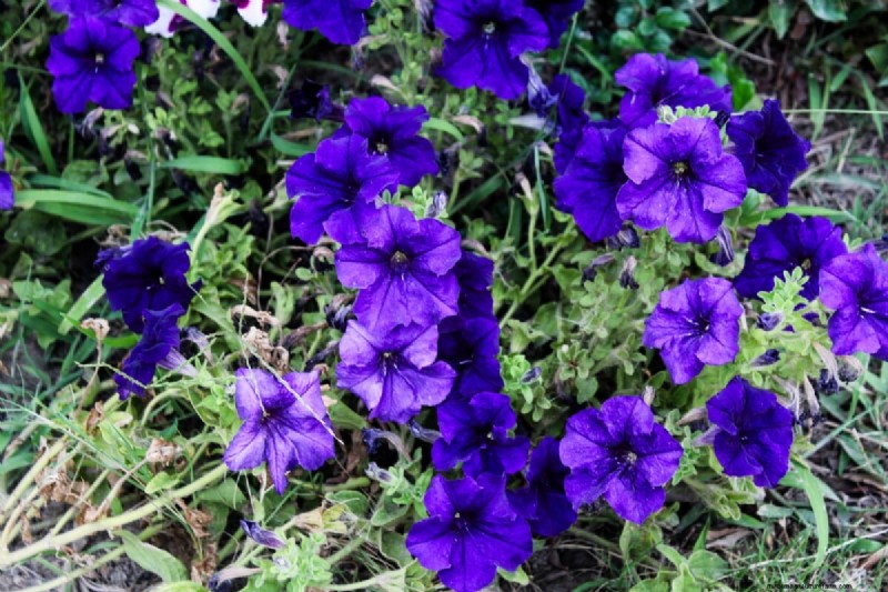 見事な赤、白、青の花園で 250 回目の独立記念日を祝いましょう 