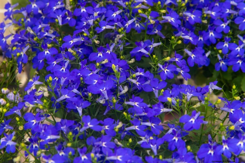 見事な赤、白、青の花園で 250 回目の独立記念日を祝いましょう 