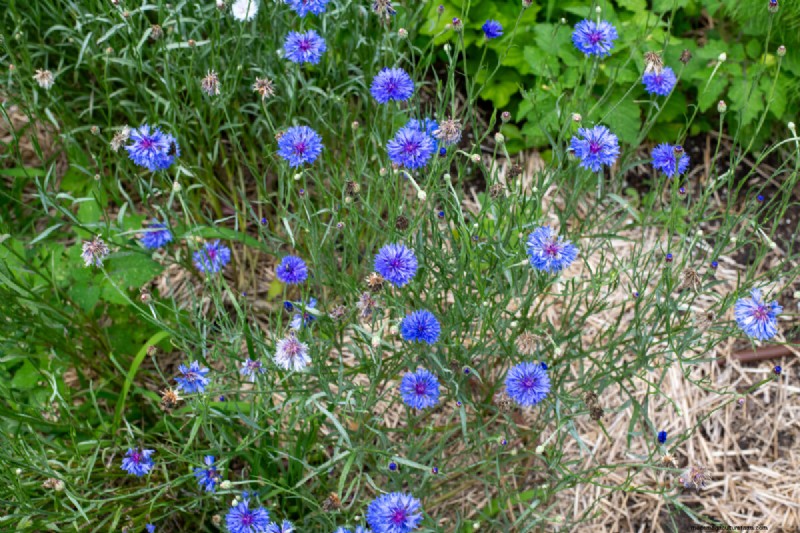 見事な赤、白、青の花園で 250 回目の独立記念日を祝いましょう 