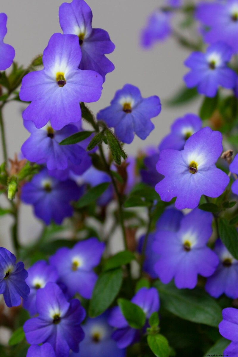 見事な赤、白、青の花園で 250 回目の独立記念日を祝いましょう 