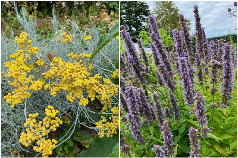 7 plantes fiables pour remplacer votre lavande en difficulté 