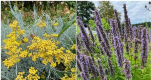 7 plantas confiables para reemplazar tu lavanda en problemas 