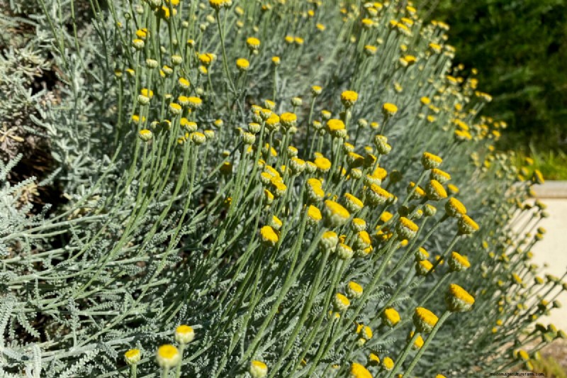 7 plantes fiables pour remplacer votre lavande en difficulté 