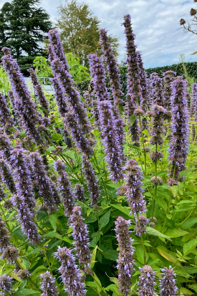 7 plantes fiables pour remplacer votre lavande en difficulté 
