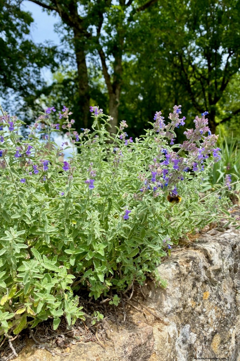 7 plantes fiables pour remplacer votre lavande en difficulté 