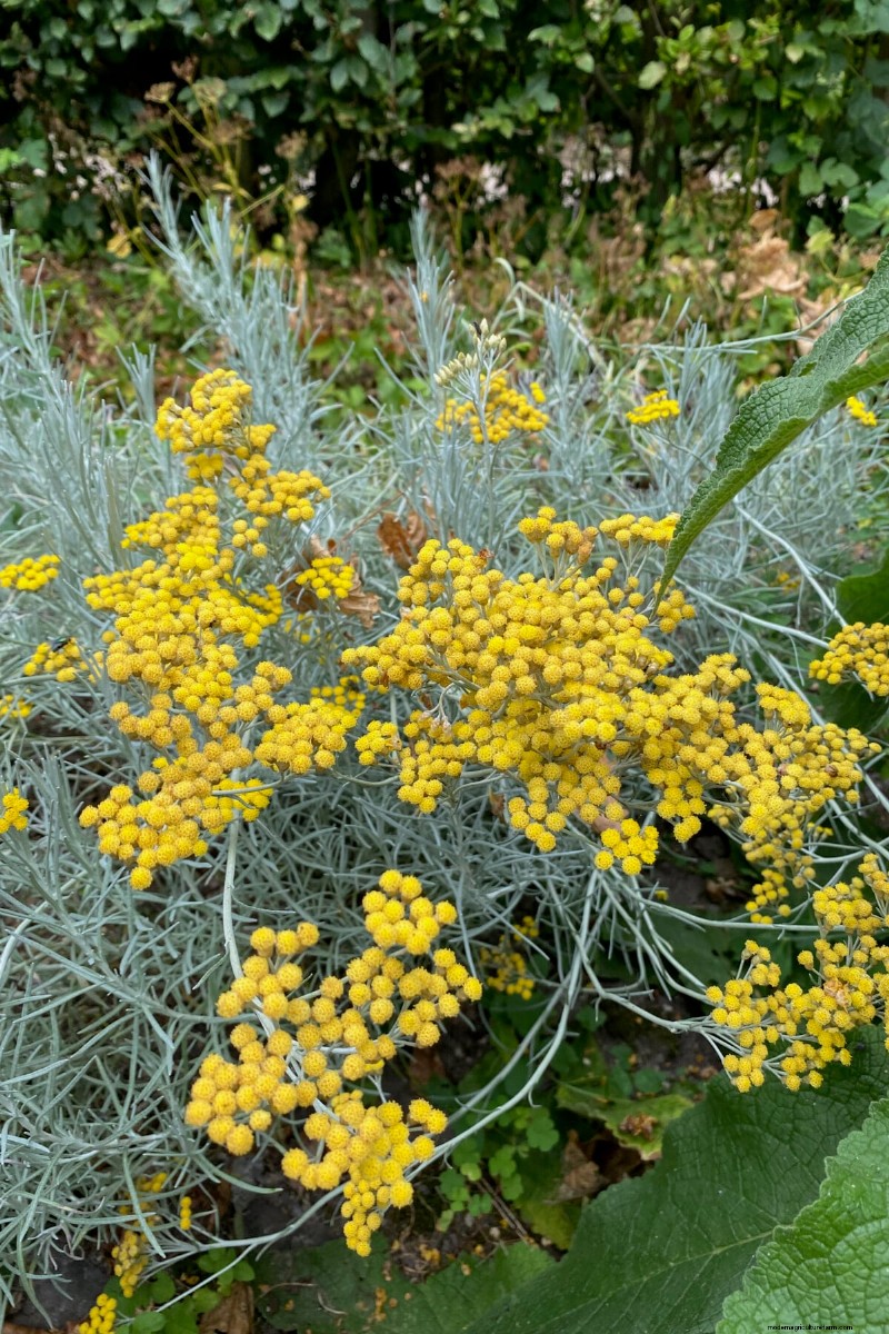7 plantes fiables pour remplacer votre lavande en difficulté 